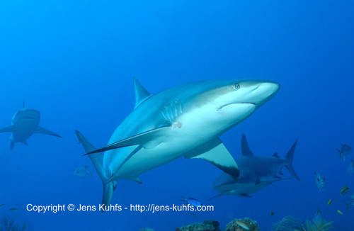 Grauhai - Gray reef shark Honduras Roatan island