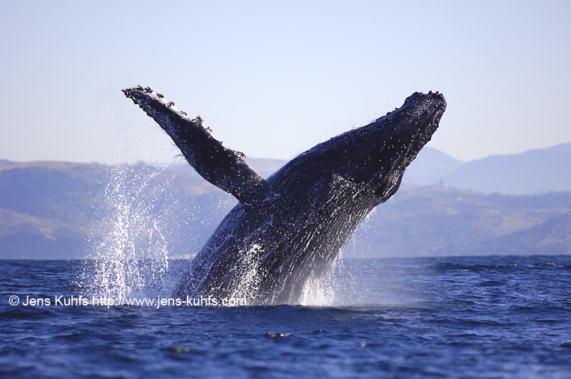Humpback Whale Buckelwal Sardine Run