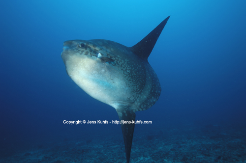 Mondfisch - Mola Mola - Ocean sunfish, Bali Indonesia