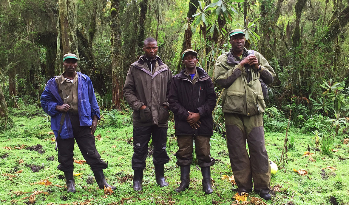Rangers protect and monitor remaining mountain gorillas, Virunga Volcanic Complex, Parc National Des Volcans - Rwanda